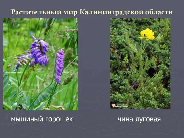 Растительный мир Калининградской области мышиный горошек чина луговая