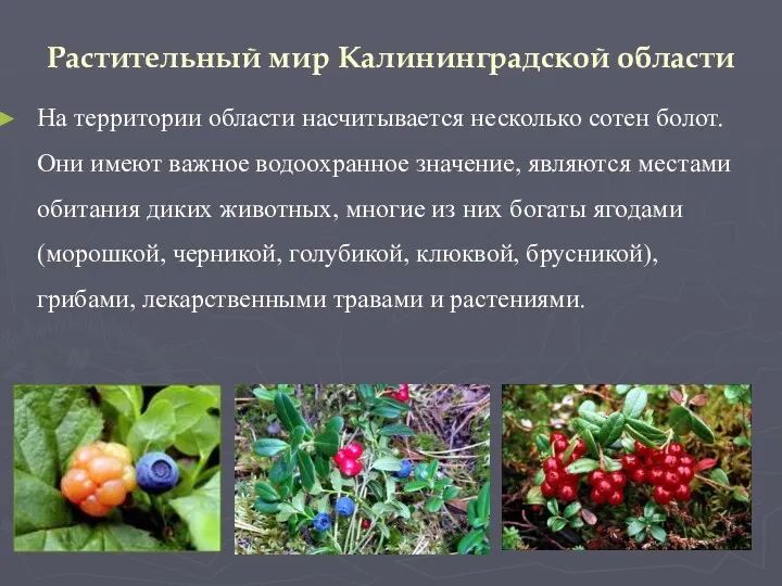 Растительный мир Калининградской области На территории области насчитывается несколько сотен болот. Они имеют