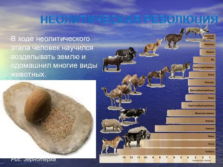 В ходе неолитического этапа человек научился возделывать землю и одомашнил многие виды животных. Рис. Зернотерка