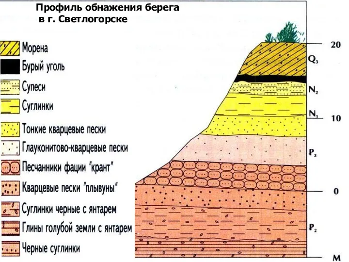 Особенности залегания горных пород Профиль обнажения берега в г. Светлогорске