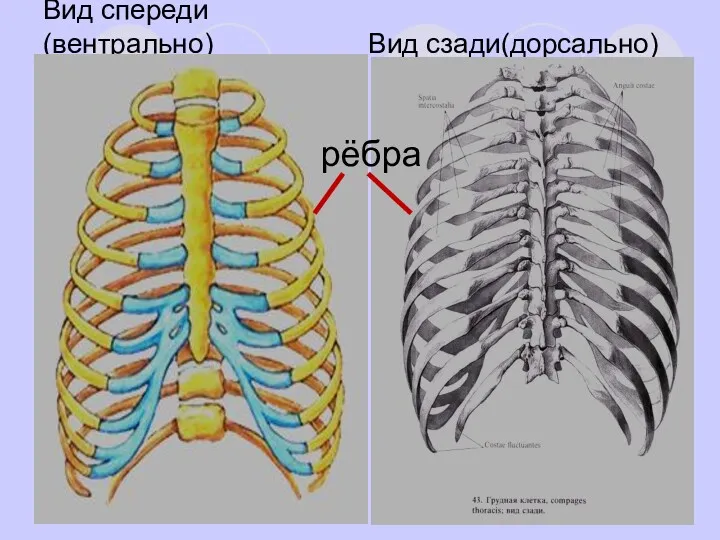 Вид спереди (вентрально) Вид сзади(дорсально) рёбра