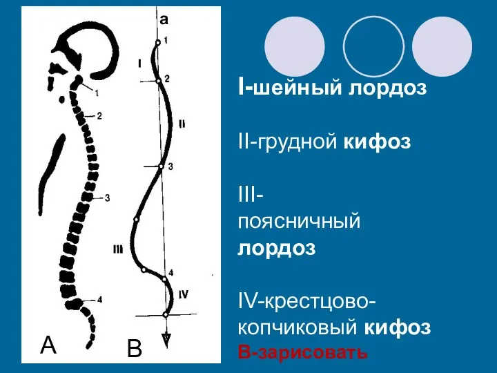 I-шейный лордоз II-грудной кифоз III- поясничный лордоз IV-крестцово-копчиковый кифоз В-зарисовать а А В