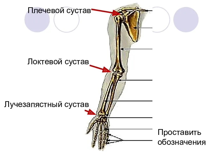 Плечевой сустав Локтевой сустав Лучезапястный сустав Проставить обозначения