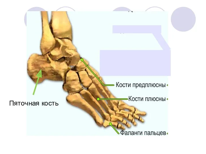 Пяточная кость