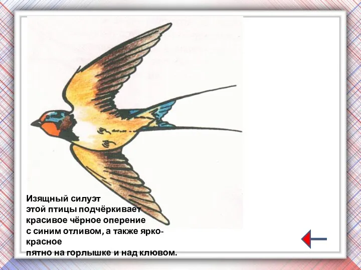 Изящный силуэт этой птицы подчёркивает красивое чёрное оперение с синим