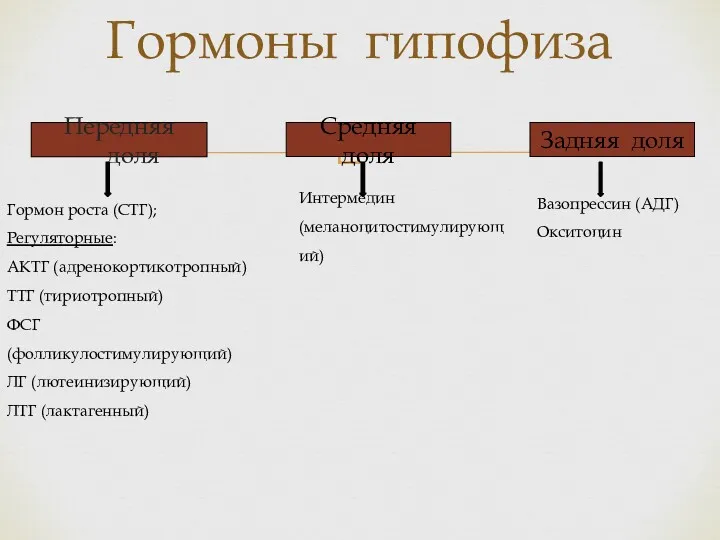 Передняя доля Гормоны гипофиза Средняя доля Задняя доля Гормон роста