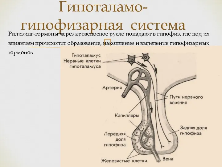 Гипоталамо-гипофизарная система Рилизинг-гормоны через кровеносное русло попадают в гипофиз, где