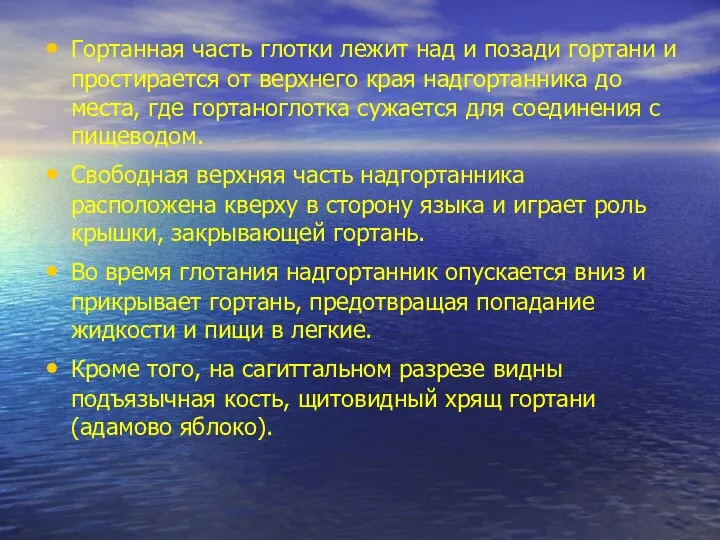 Гортанная часть глотки лежит над и позади гортани и простирается