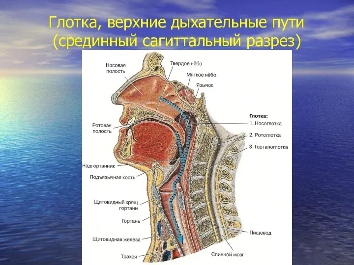 Глотка, верхние дыхательные пути (срединный сагиттальный разрез)