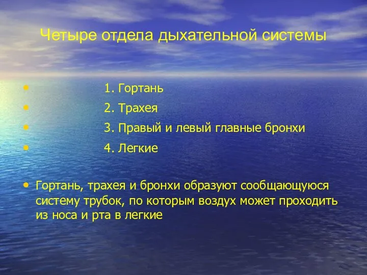 Четыре отдела дыхательной системы 1. Гортань 2. Трахея 3. Правый