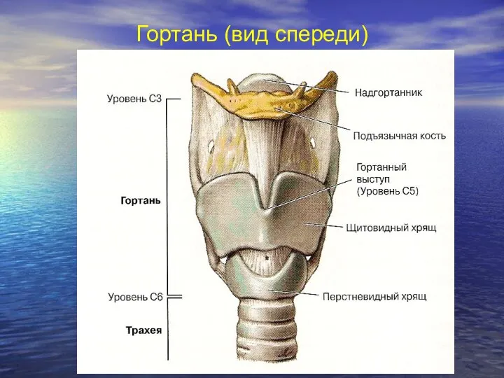 Гортань (вид спереди)