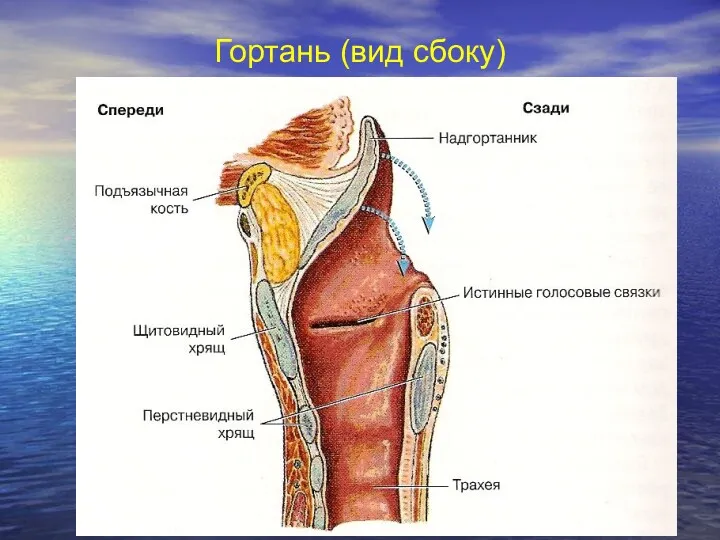 Гортань (вид сбоку)