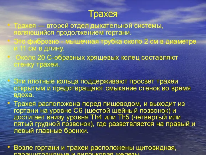 Трахея Трахея — второй отдел дыхательной системы, являющийся продолжением гортани.