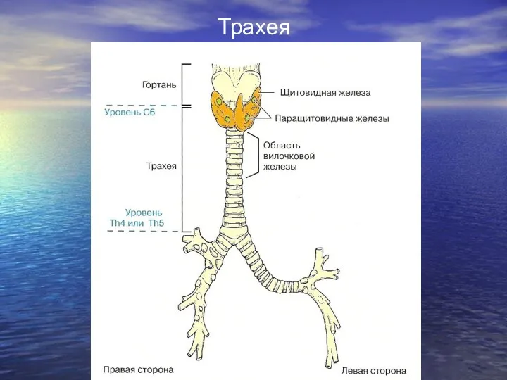 Трахея