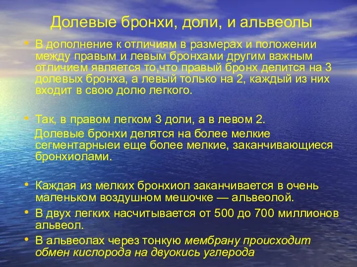 Долевые бронхи, доли, и альвеолы В дополнение к отличиям в