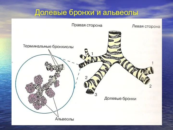 Долевые бронхи и альвеолы