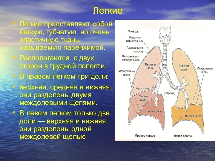 Легкие Легкие представляют собой легкую, губчатую, но очень эластичную ткань,