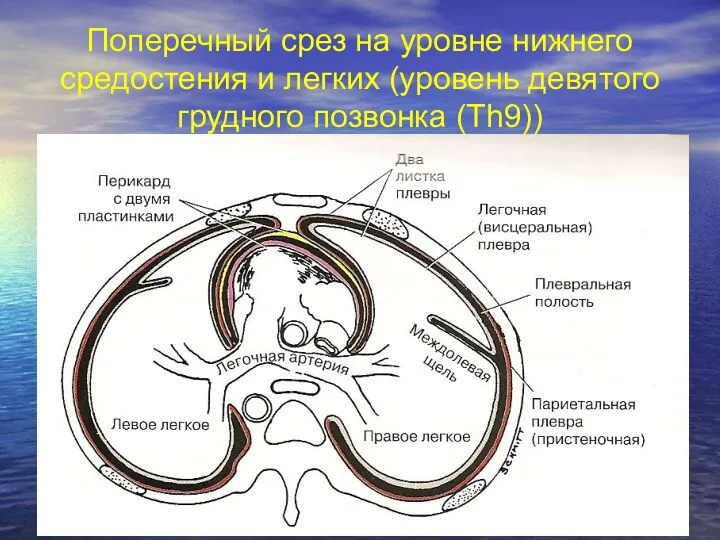 Поперечный срез на уровне нижнего средостения и легких (уровень девятого грудного позвонка (Th9))