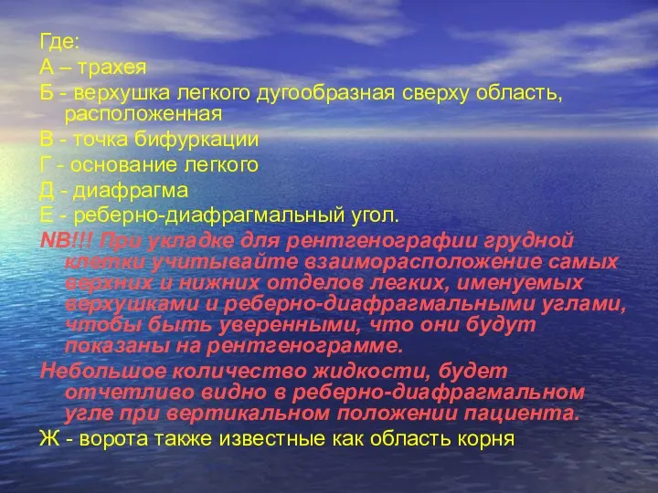 Где: А – трахея Б - верхушка легкого дугообразная сверху