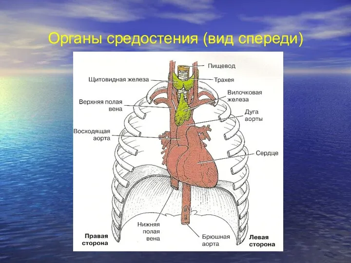 Органы средостения (вид спереди)