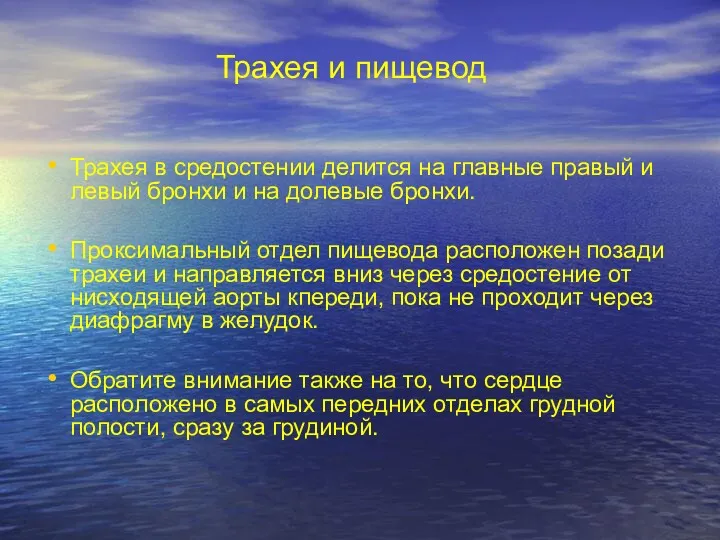 Трахея и пищевод Трахея в средостении делится на главные правый