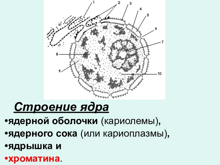 Строение ядра ядерной оболочки (кариолемы), ядерного сока (или кариоплазмы), ядрышка и хроматина.