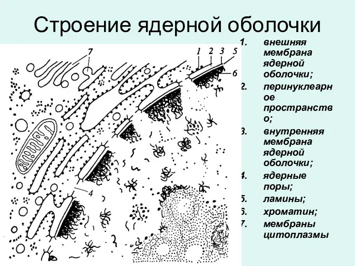 Строение ядерной оболочки внешняя мембрана ядерной оболочки; перинуклеарное пространство; внутренняя