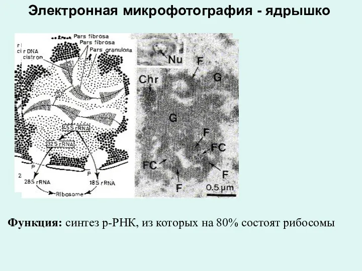 Электронная микрофотография - ядрышко Функция: синтез р-РНК, из которых на 80% состоят рибосомы