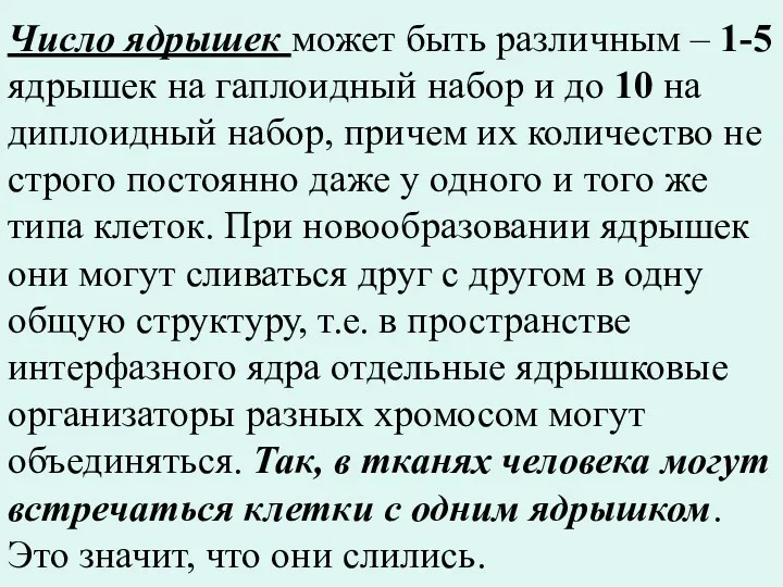 Число ядрышек может быть различным – 1-5 ядрышек на гаплоидный