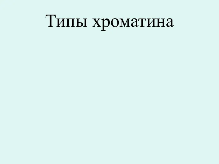 Типы хроматина