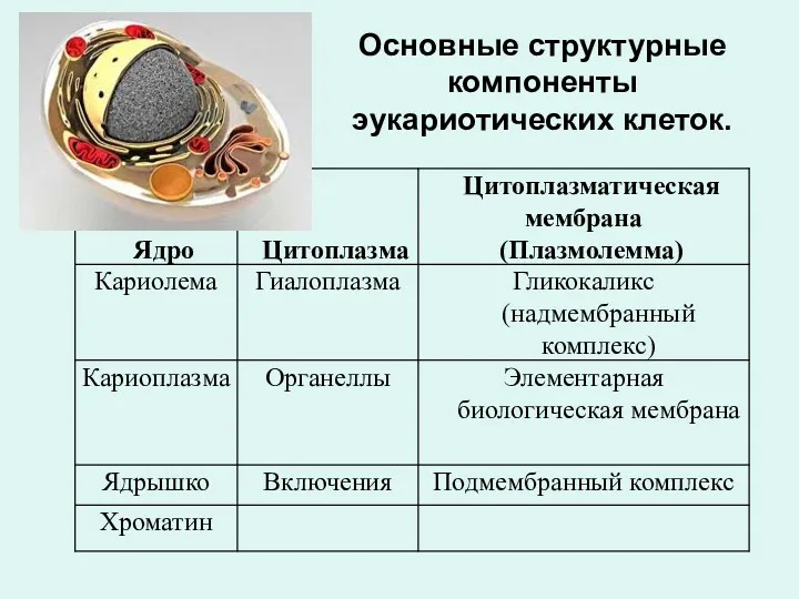 Основные структурные компоненты эукариотических клеток.