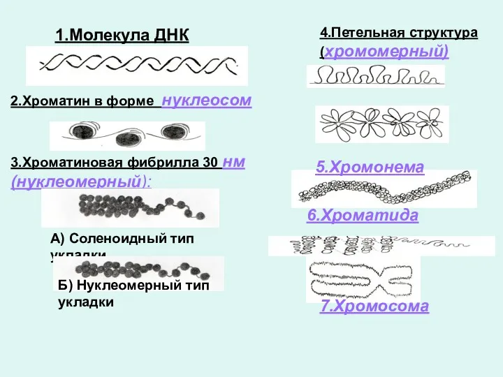 1.Молекула ДНК 2.Хроматин в форме нуклеосом 3.Хроматиновая фибрилла 30 нм(нуклеомерный):