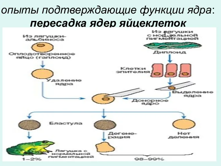 опыты подтверждающие функции ядра: пересадка ядер яйцеклеток