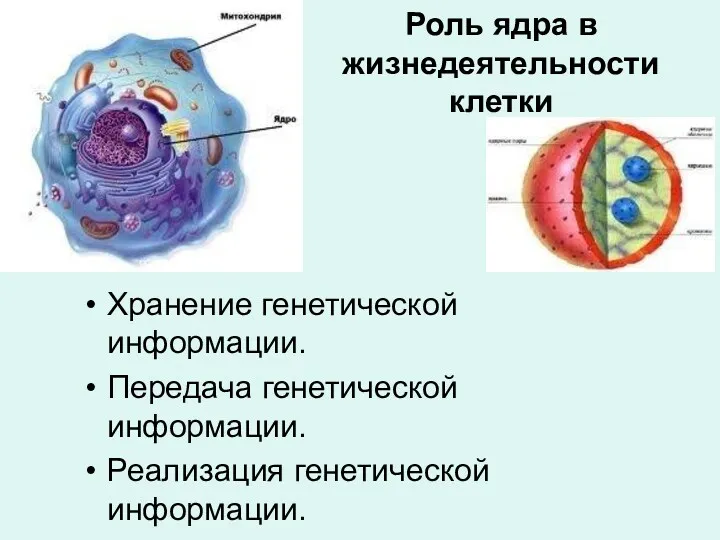 Роль ядра в жизнедеятельности клетки Хранение генетической информации. Передача генетической информации. Реализация генетической информации.