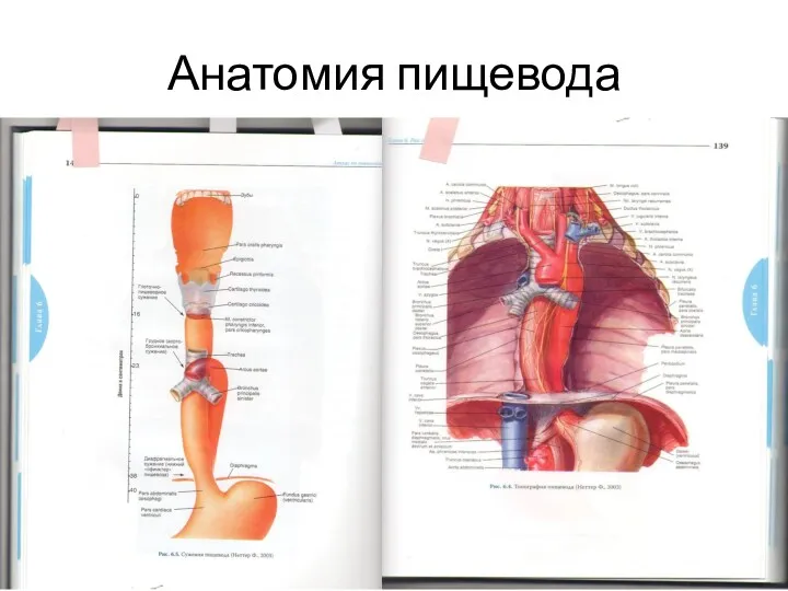 Анатомия пищевода