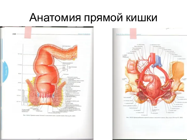 Анатомия прямой кишки