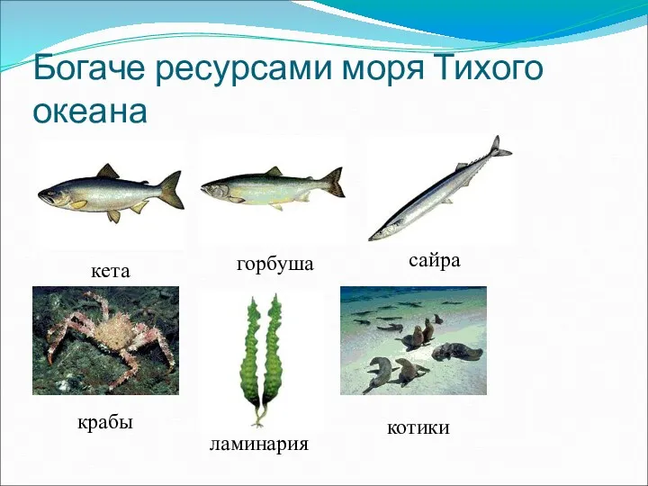 Богаче ресурсами моря Тихого океана кета горбуша сайра крабы ламинария котики