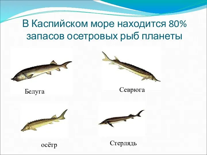 В Каспийском море находится 80% запасов осетровых рыб планеты Белуга Севрюга Стерлядь осётр