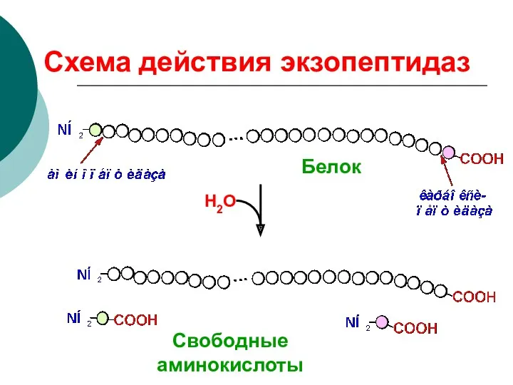 Схема действия экзопептидаз Н2О Свободные аминокислоты Белок