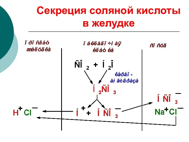 Секреция соляной кислоты в желудке