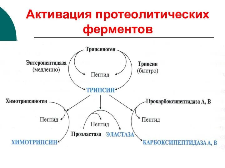 Активация протеолитических ферментов