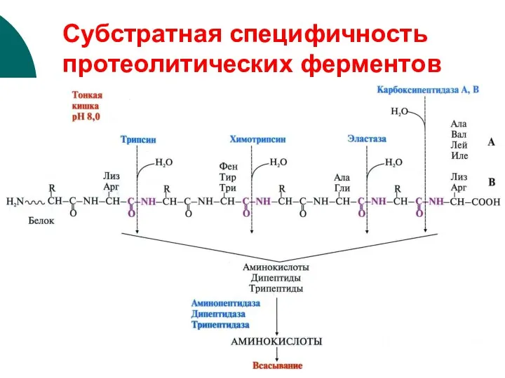 Субстратная специфичность протеолитических ферментов