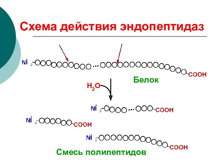 Схема действия эндопептидаз Н2О Смесь полипептидов Белок