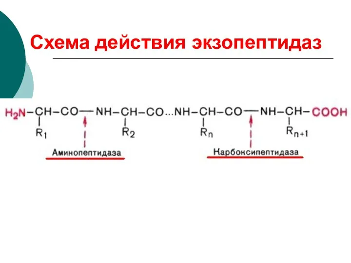 Схема действия экзопептидаз