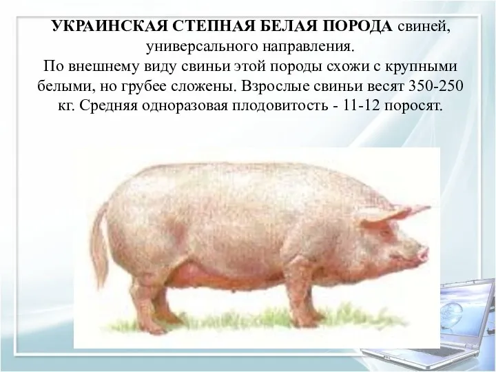 УКРАИНСКАЯ СТЕПНАЯ БЕЛАЯ ПОРОДА свиней, универсального направления. По внешнему виду