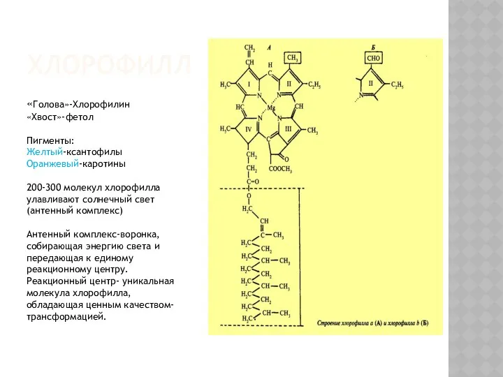 ХЛОРОФИЛЛ «Голова»-Хлорофилин «Хвост»-фетол Пигменты: Желтый-ксантофилы Оранжевый-каротины 200-300 молекул хлорофилла улавливают солнечный свет (антенный