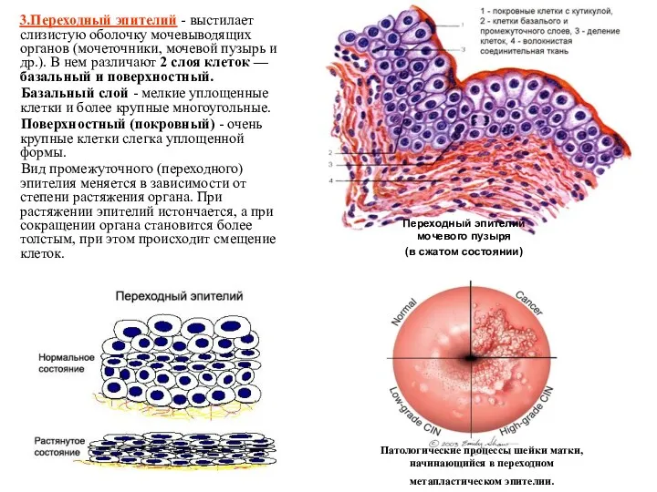 3.Переходный эпителий - выстилает слизистую оболочку мочевыводящих органов (мочеточники, мочевой