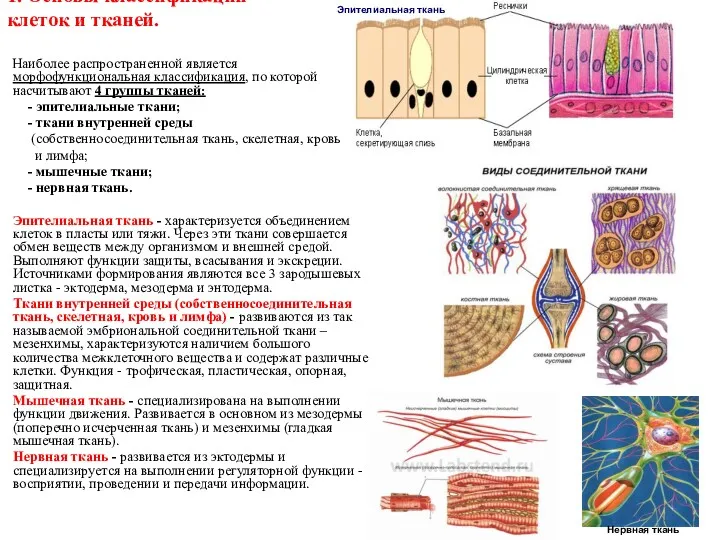 1. Основы классификации клеток и тканей. Наиболее распространенной является морфофункциональная классификация, по которой