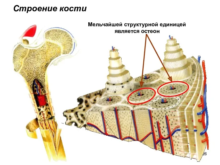 Строение кости Мельчайшей структурной единицей является остеон