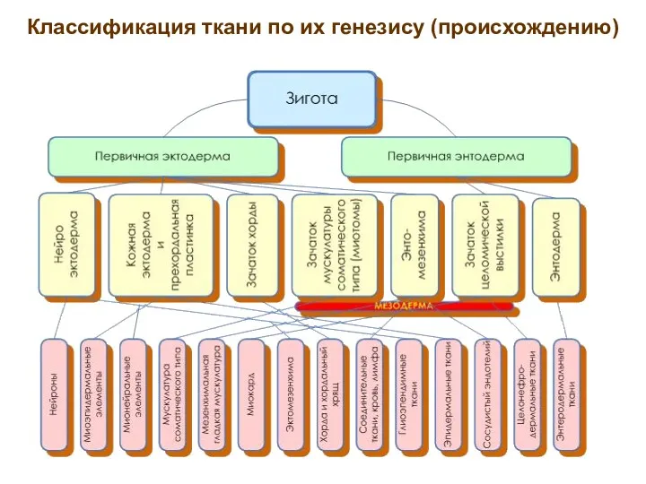 Классификация ткани по их генезису (происхождению)